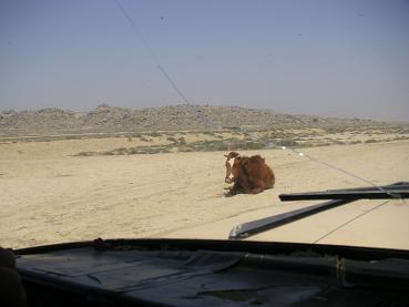 Langs de weg... Lekker pitten!